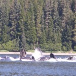 Feeding Humpback Whales in Juneau, Alaska