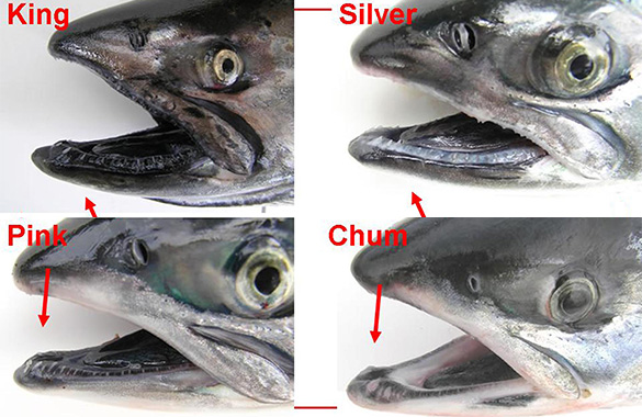 Salmon Species Identification Chart