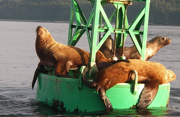 The sea lions use the sun for drying.