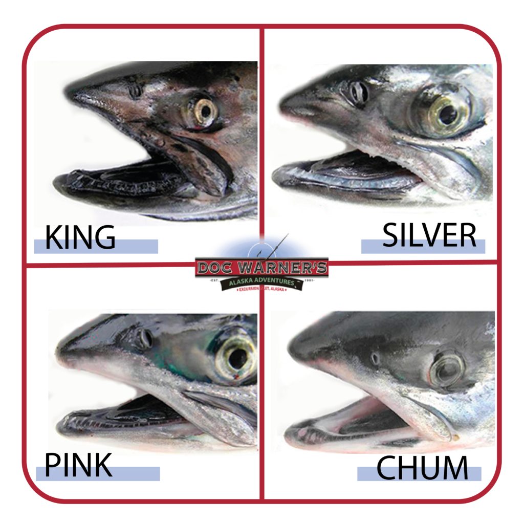 How to Tell Salmon Apart - Indentifying Salmon Species