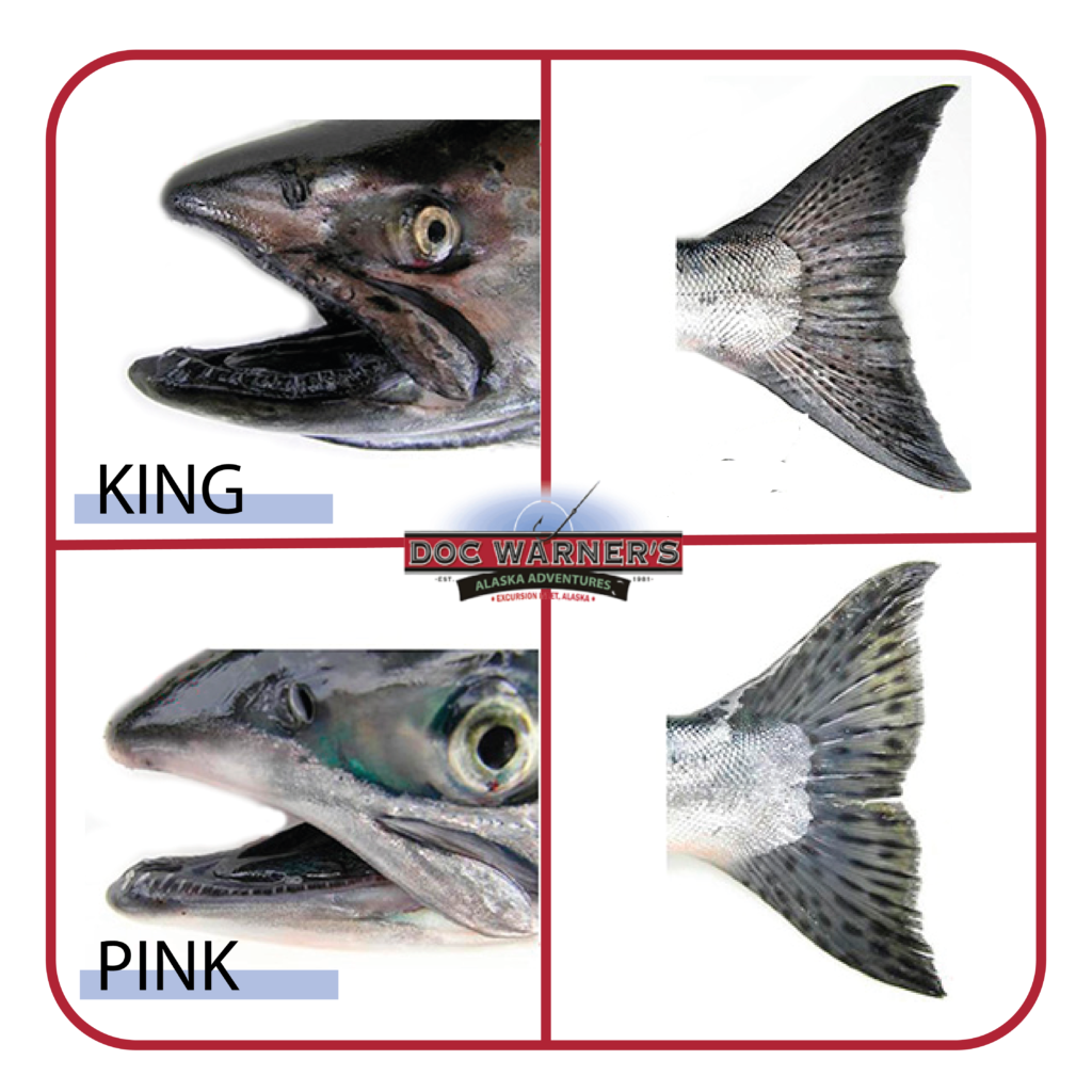 pink salmon vs king salmon mouth and tail