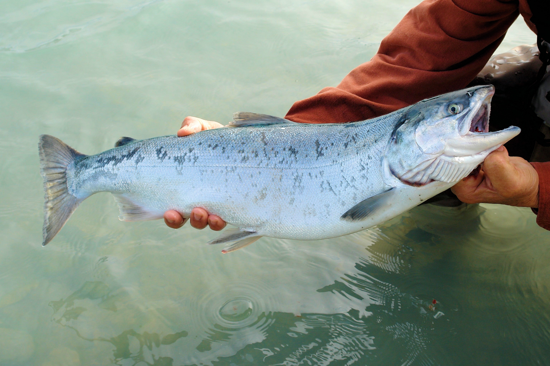 alaska fish species